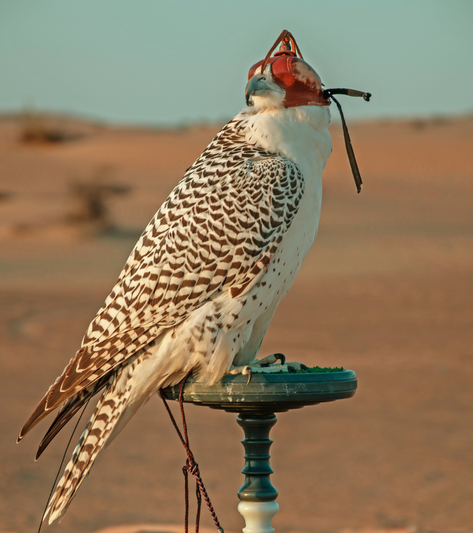 Morocco Falcon Club